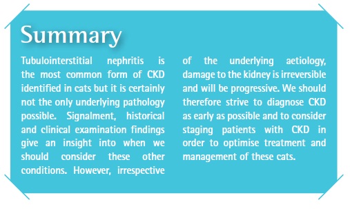 Summary of Feline Kidney Disease