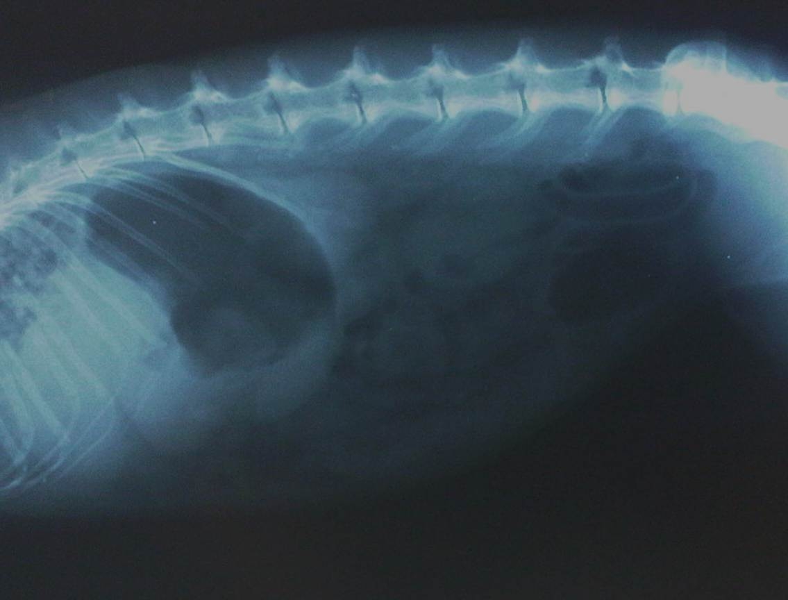 figure 1: radiograph showing a distended stomach with food material and an accumulation of gas in the stomach and caecum - copyright Simon Girling MRCVS