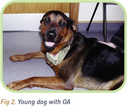 A young dog with OA