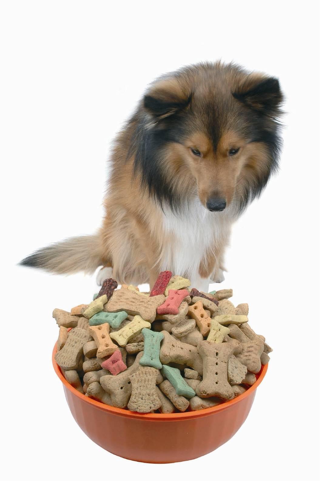 dry food should be good quality and within the use-by date
