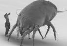 the house dust mite