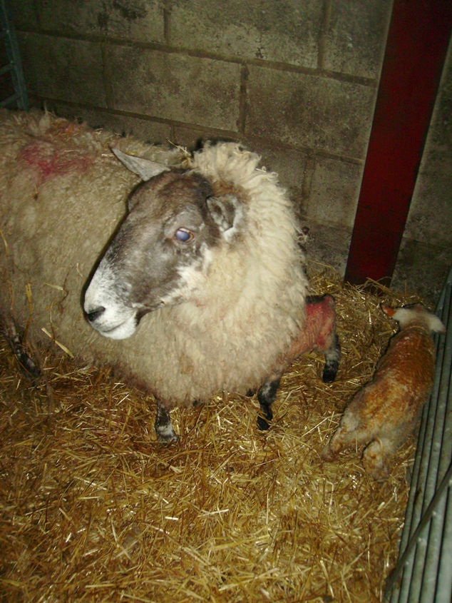 this ewe may be predisposed to metritis following dystocia (note the orange/brown discolouration of the lamb, usually a sign of foetal distress during delivery)