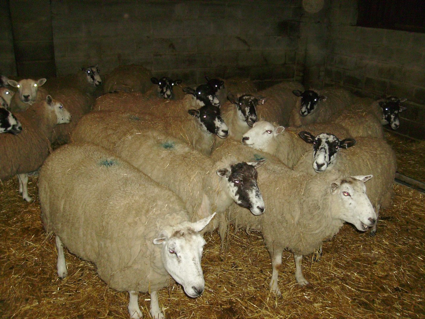 affected ewes may separate from the flock and appear depressed and inappetent, as the ewe in the foreground of this photo shows