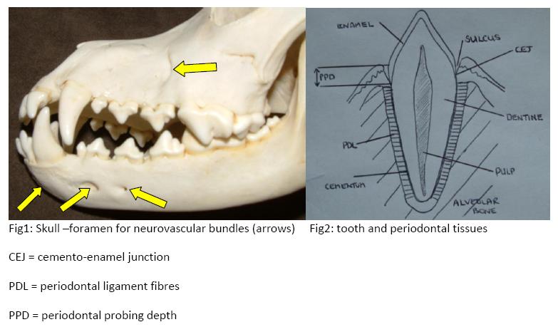 figure 1 and 2 - dental anatomy