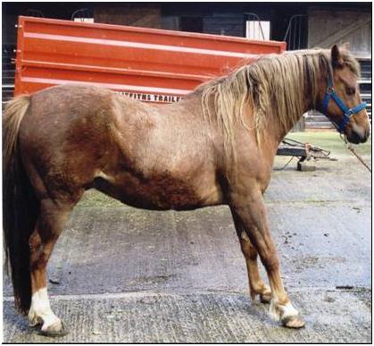 the classical stance of a horse with acute laminitis bears most of the weight over the caudal part of the foot rather than the painful toe region