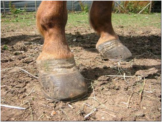 “hardship lines” associated with historical bouts of laminitis