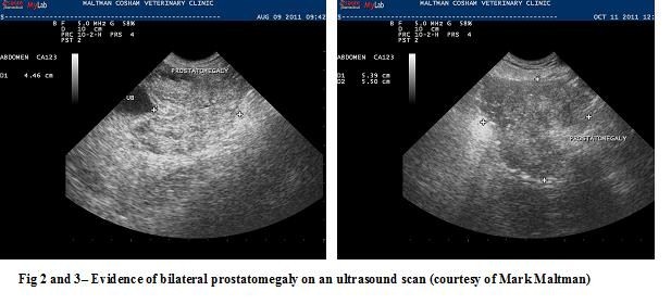 dog prostate ultrasound cost