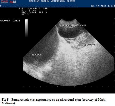 dog prostate ultrasound cost cum se trateaza prostatita masculina?