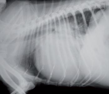 Figure 1: right lateral thoracic radiograph