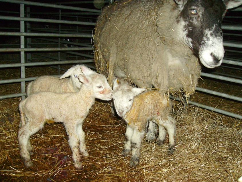 a large litter size, such as these triplets, can be a predisposing factor for vaginal prolapse during pregnancy