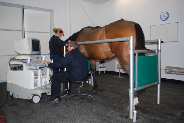 Figure 3: Professor Roger Smith performing an ultrasound examination at the Royal Veterinary College Equine Referral Hospital